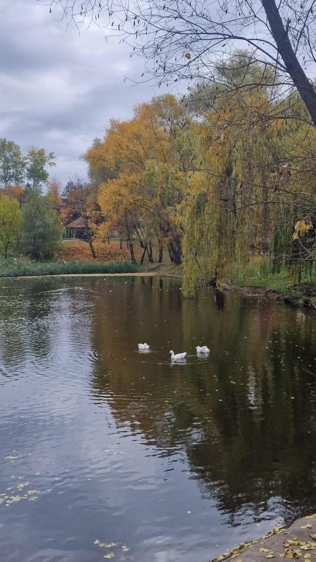 Cozy Apartment Narciselor Suceava Ipotesti  Eksteriør bilde